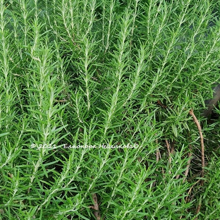 Розмарин (Rosmarinus officinalis) - 20 грама