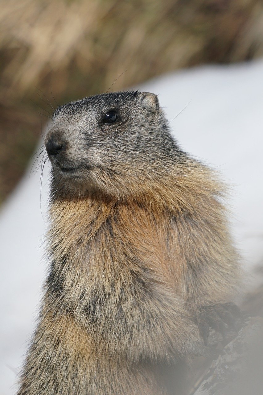 АЛПИЙСКА НАТУРАЛНА КОЗМЕТИКА ЗА ЗДРАВЕ ОТ ГЕРМАНИЯ