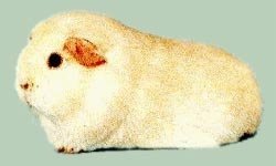 Породи