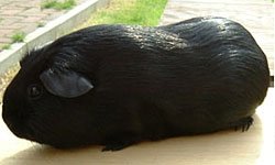 Породи