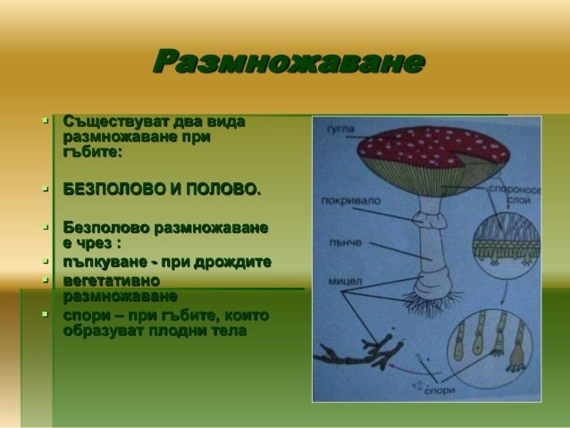 Размножаване и нарастване