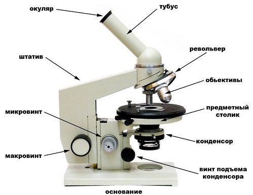 Строение микроскопа картинка с подписями