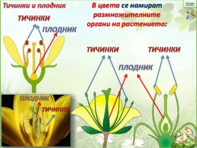 Царство растений схема