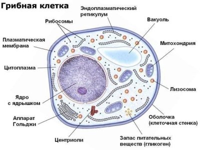 Царства в биологии схема