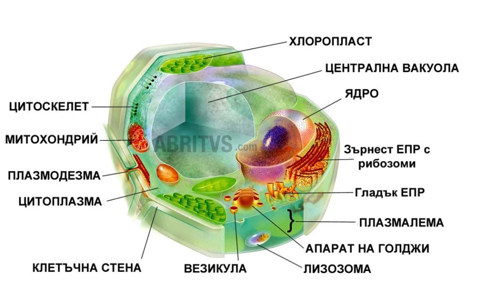 Клетка организма какого царства изображена на рисунке обоснуйте свой ответ какая структура