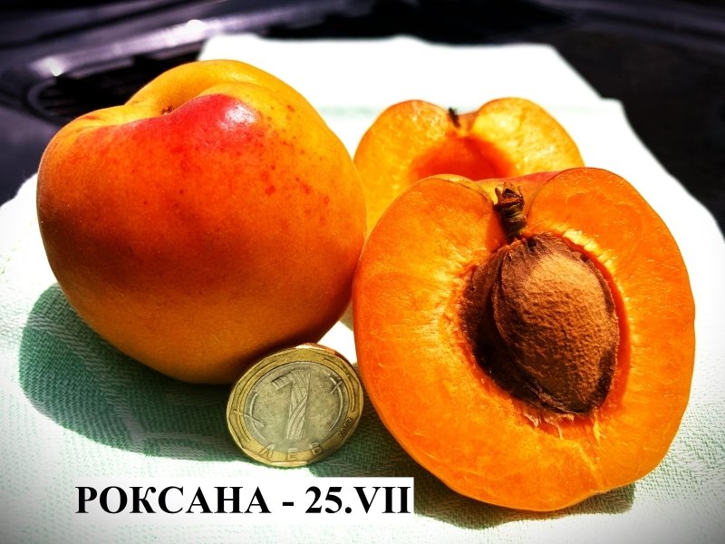 КАЙСИЯ РОКСАНА