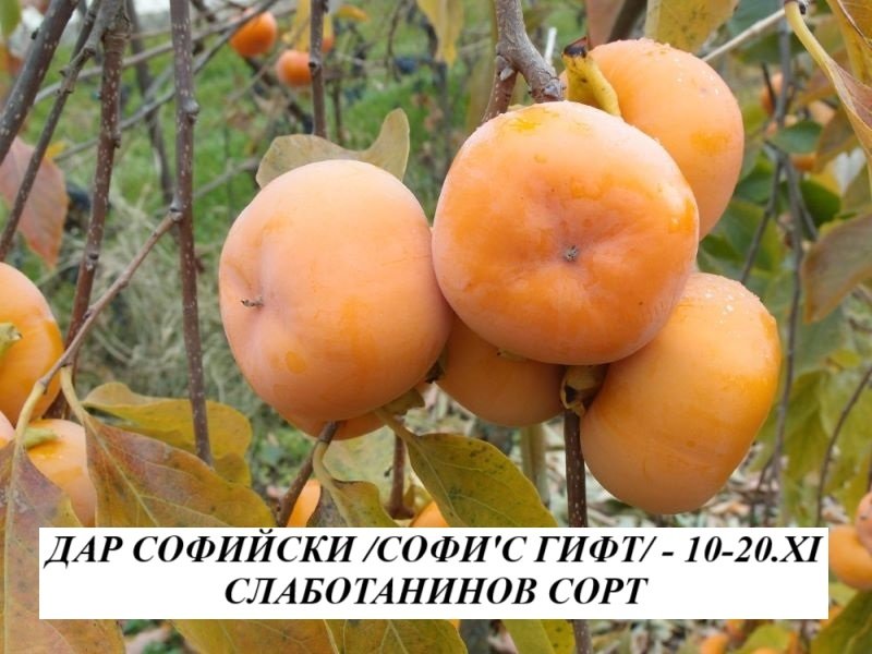 ДАР СОФИЙСКИ /''СОФИ'С ГИФТ"/