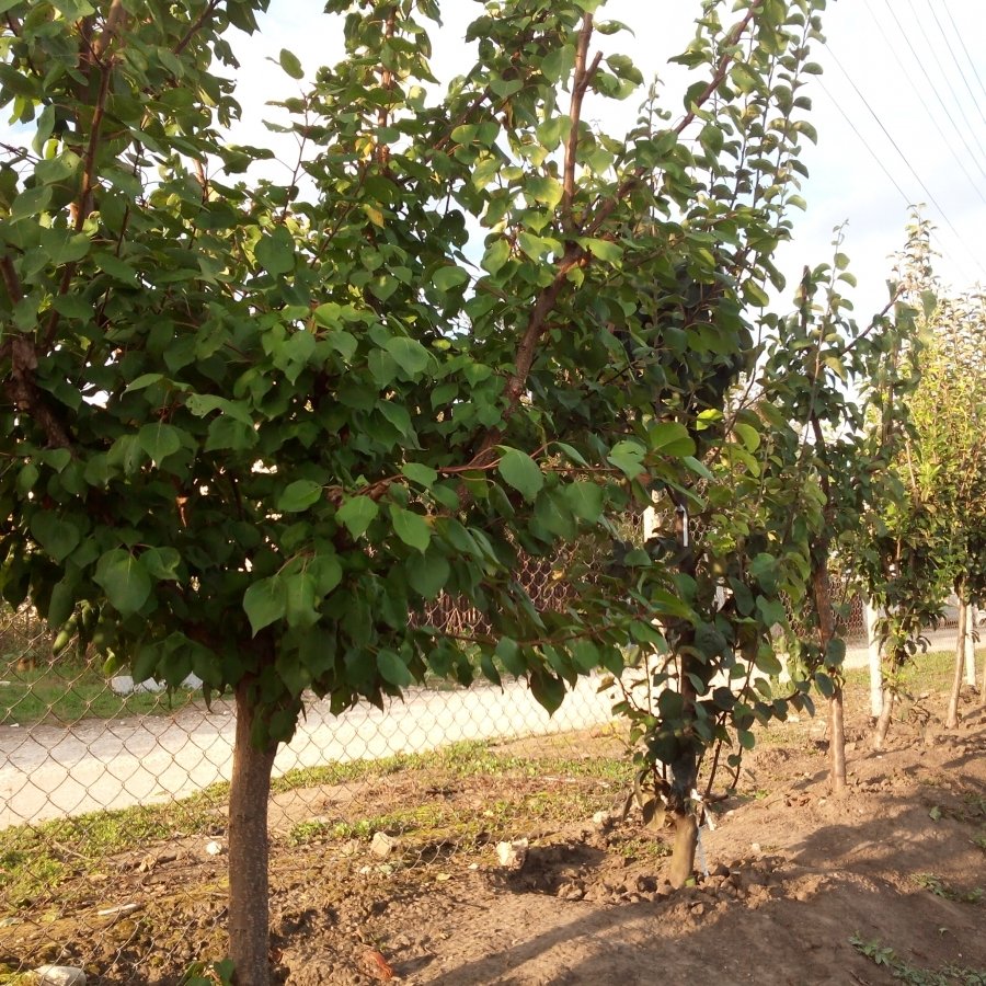 ГАЛЕРИЯ