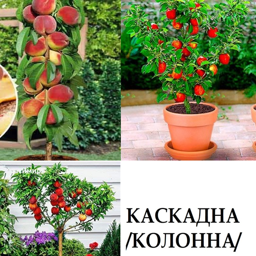 КАСКАДНИ /КОЛОННИ/