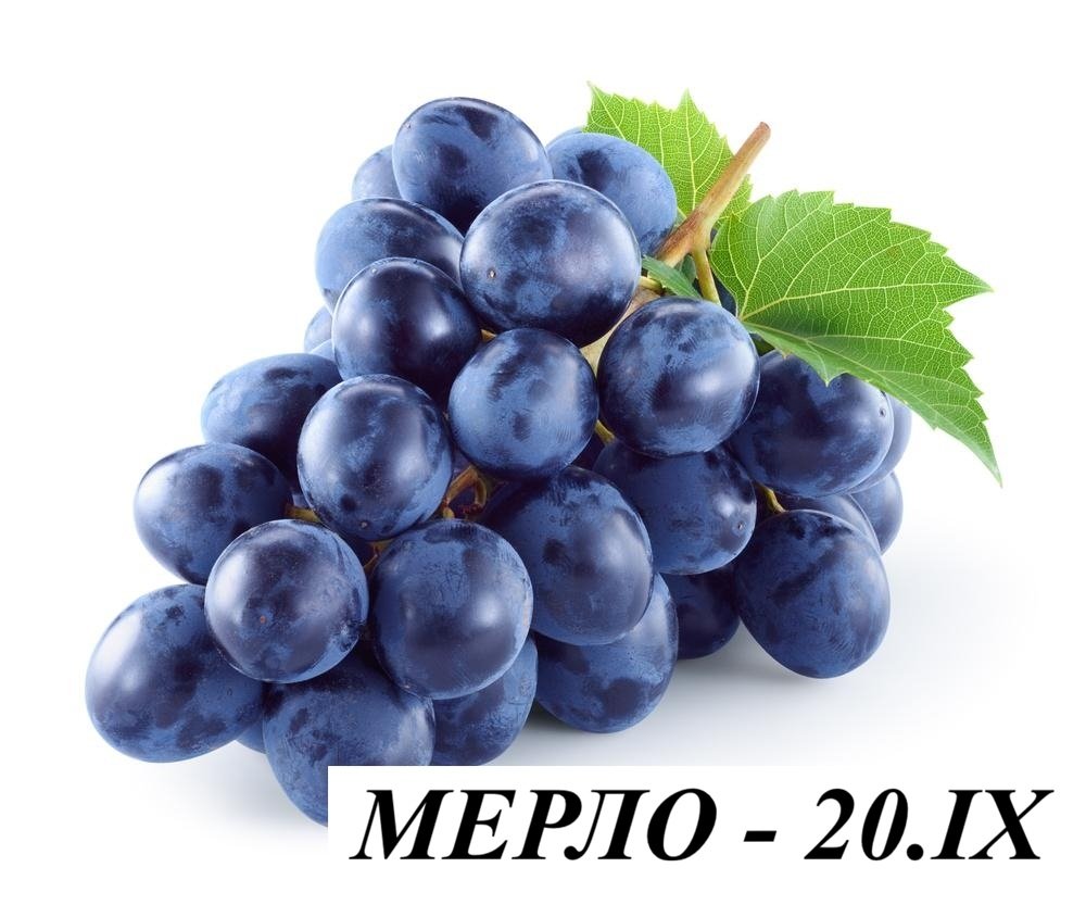 ЛОЗА МЕРЛО