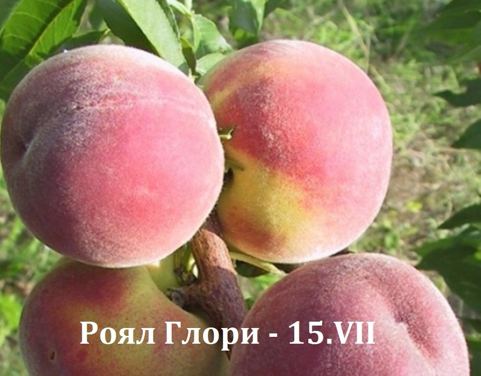 ПРАСКОВИ