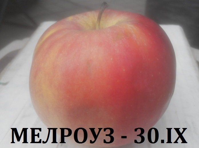ЯБЪЛКИ