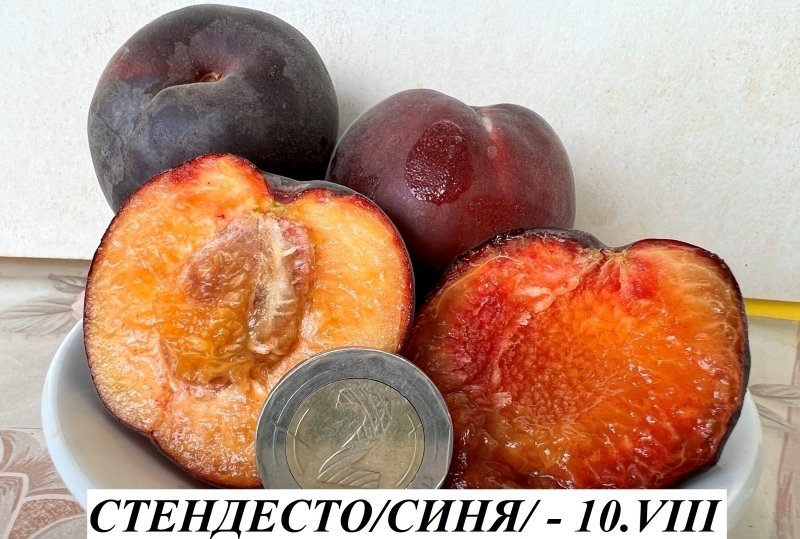КАЙСИЯ СТЕНДЕСТО