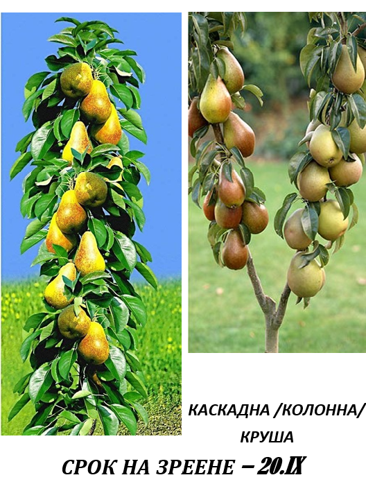 КАСКАДНИ /КОЛОННИ/
