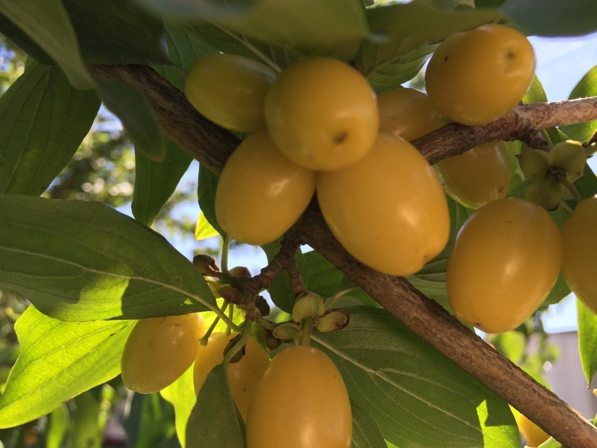 ЖЪЛТ ДРЯН "ЯНТАРНИЙ"