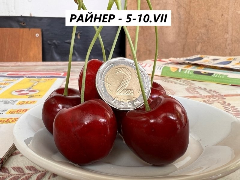 Череша РАЙНЕР