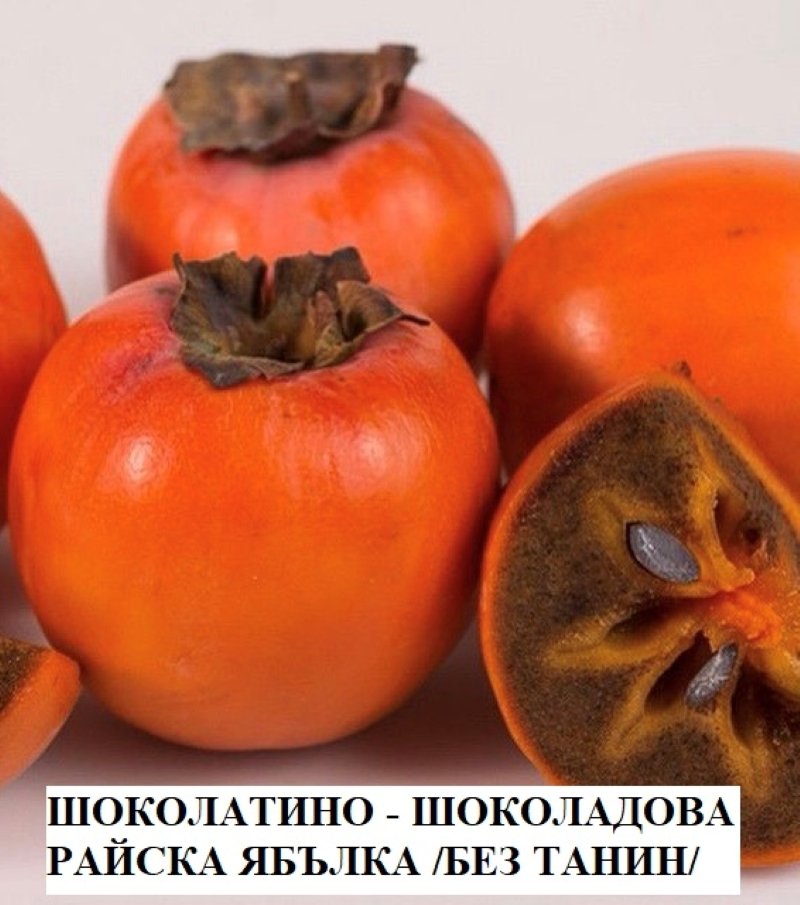 ШОКОЛАТИНО