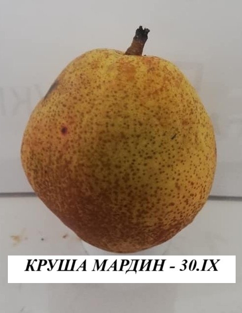 КРУША МАРДИН