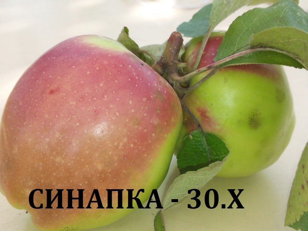 ЯБЪЛКИ