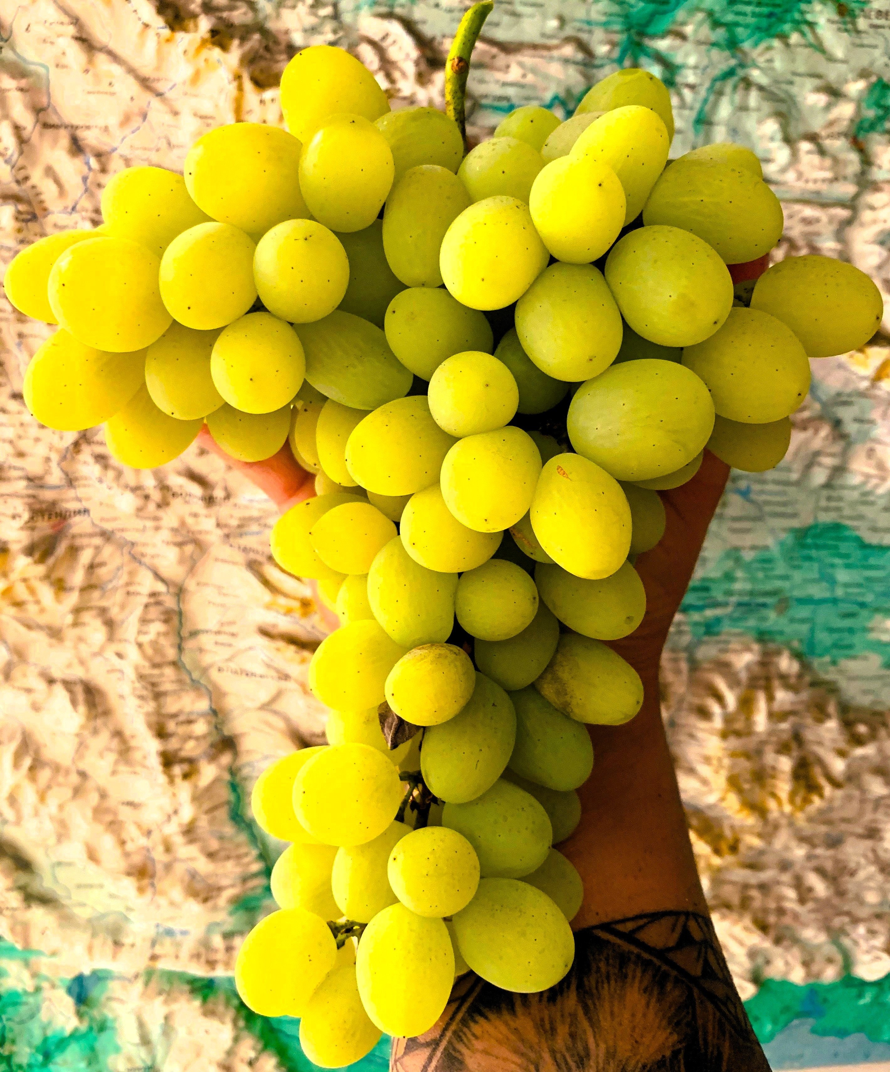 ЛОЗА ПЛЕВЕН