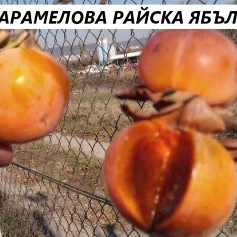 РАЙСКА ЯБЪЛКА