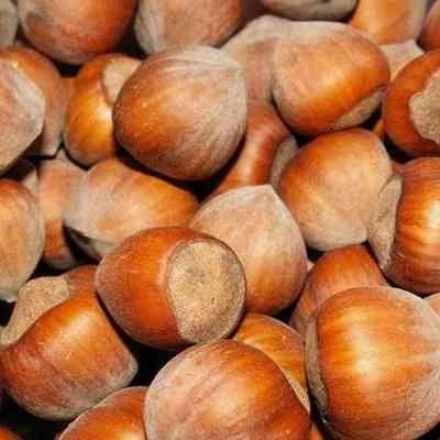 ЛЕШНИК "РИМСКИ"