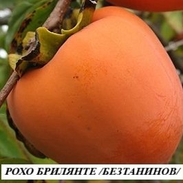 РАЙСКА ЯБЪЛКА