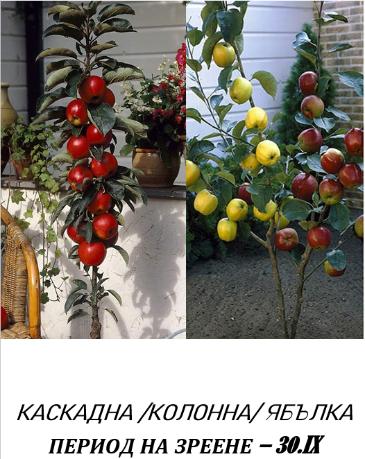 КОЛОННА ЯБЪЛКА