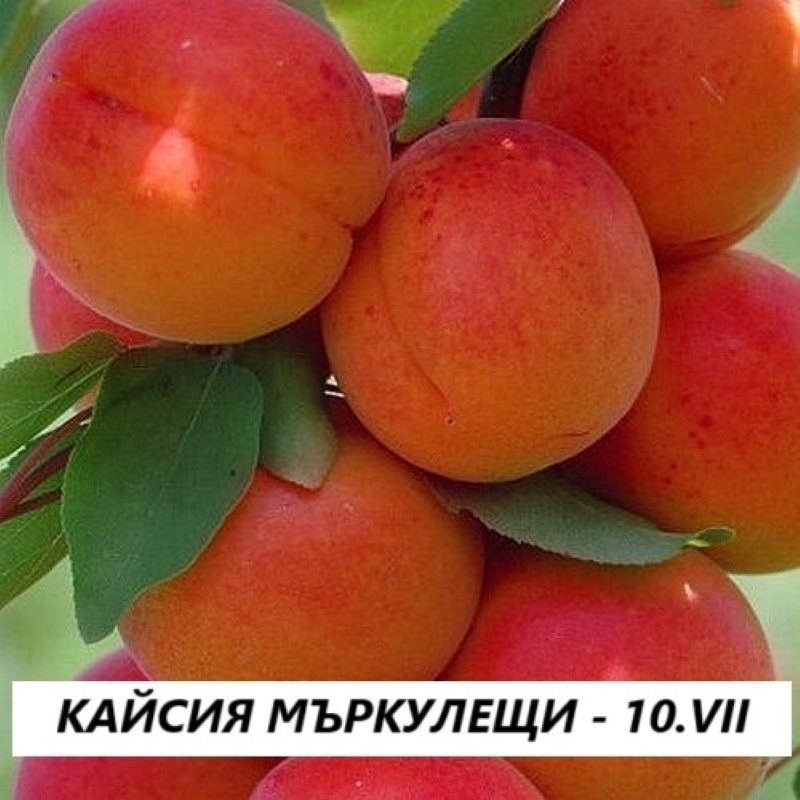 МЪРКУЛЕЩИ