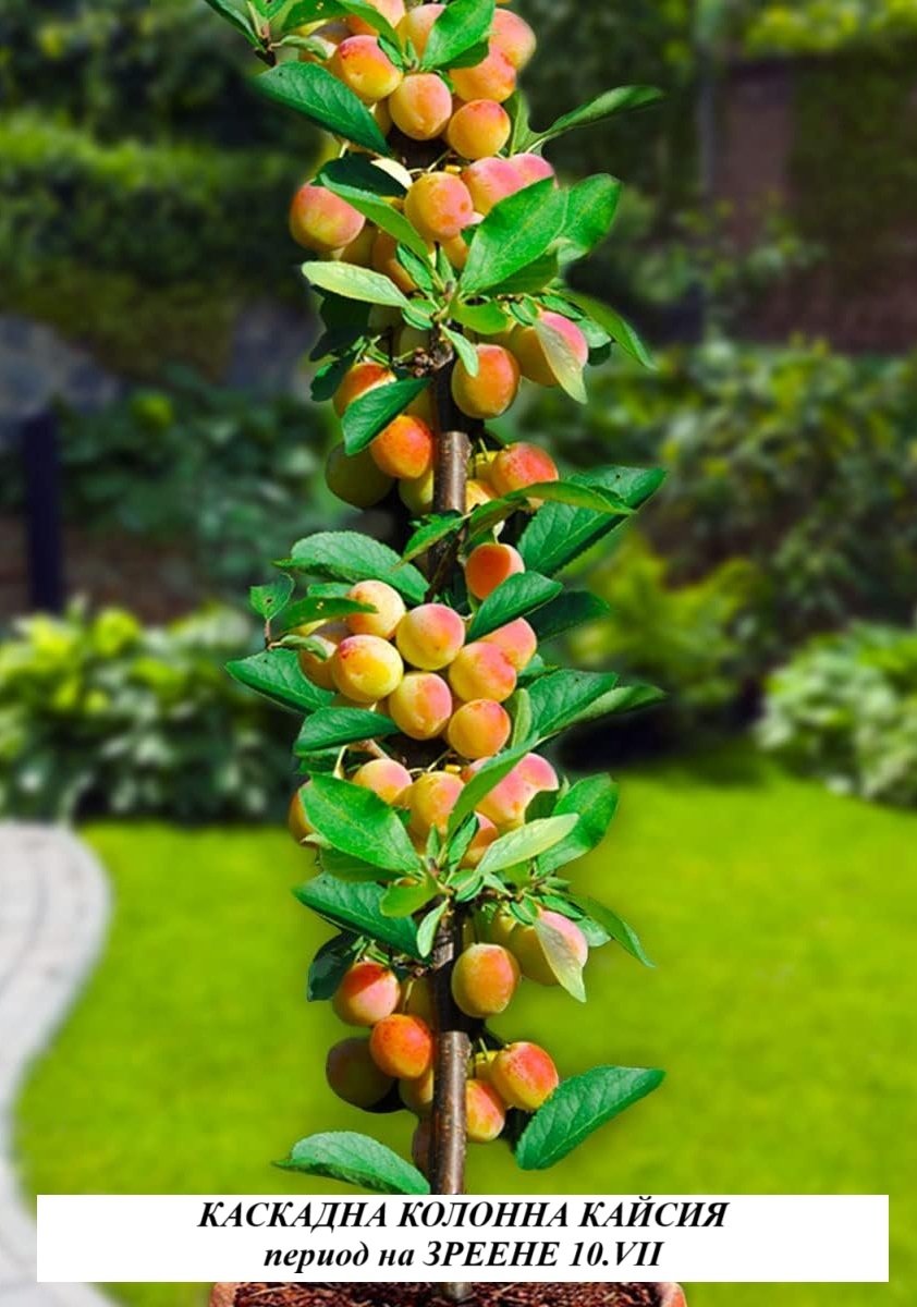 КОЛОННА КАЙСИЯ