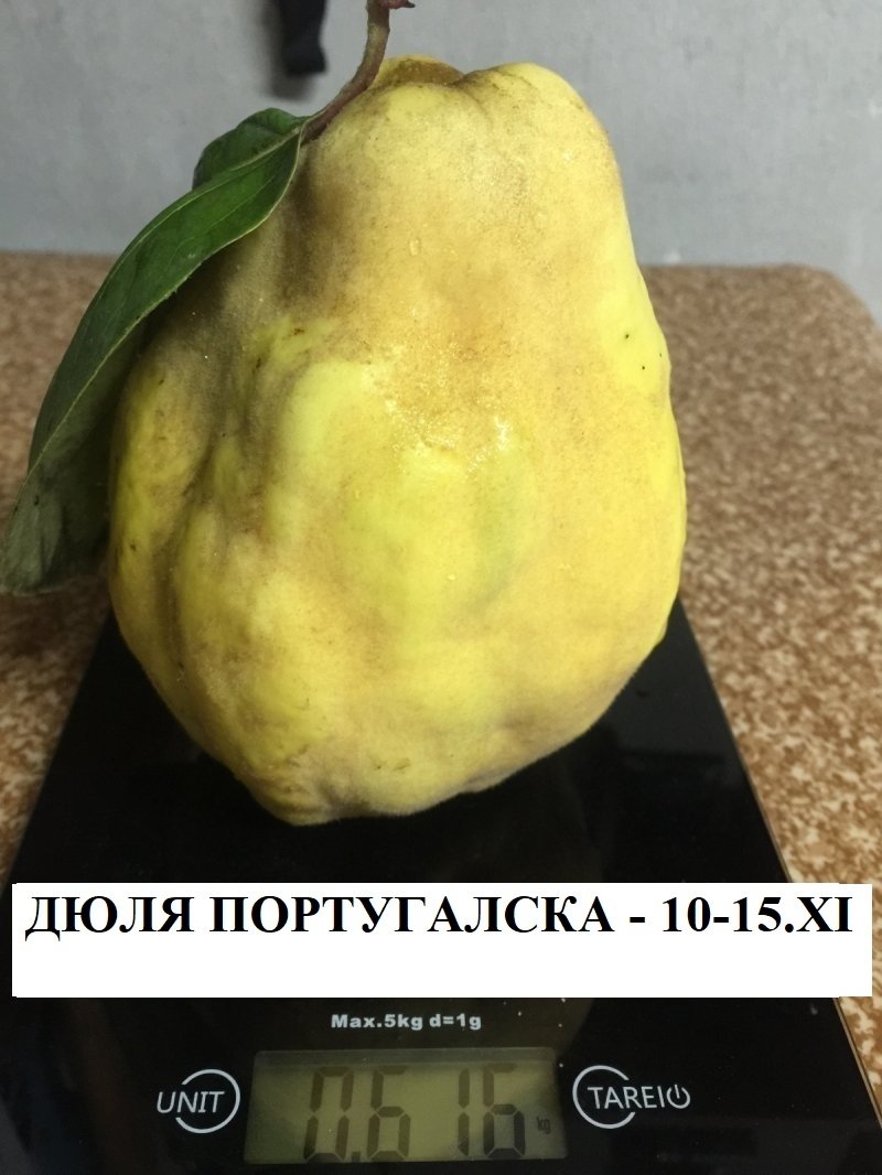 ПОРТУГАЛСКА ДЮЛЯ