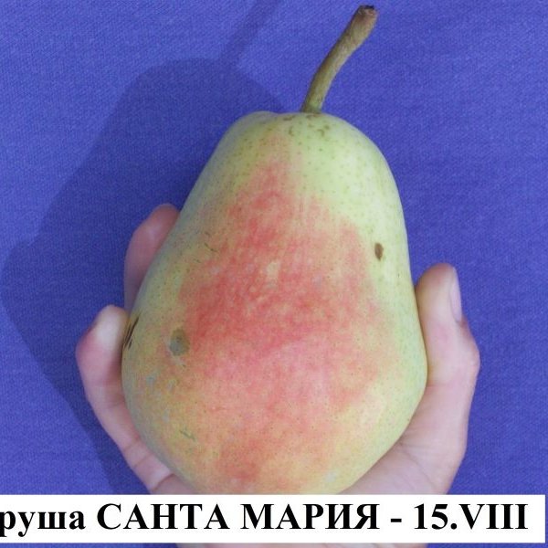 КРУШИ