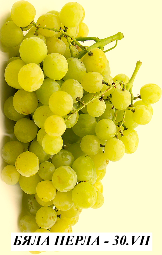 ЛОЗА БЯЛА ПЕРЛА