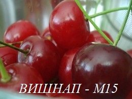ВИШНИ И ВИШНАП