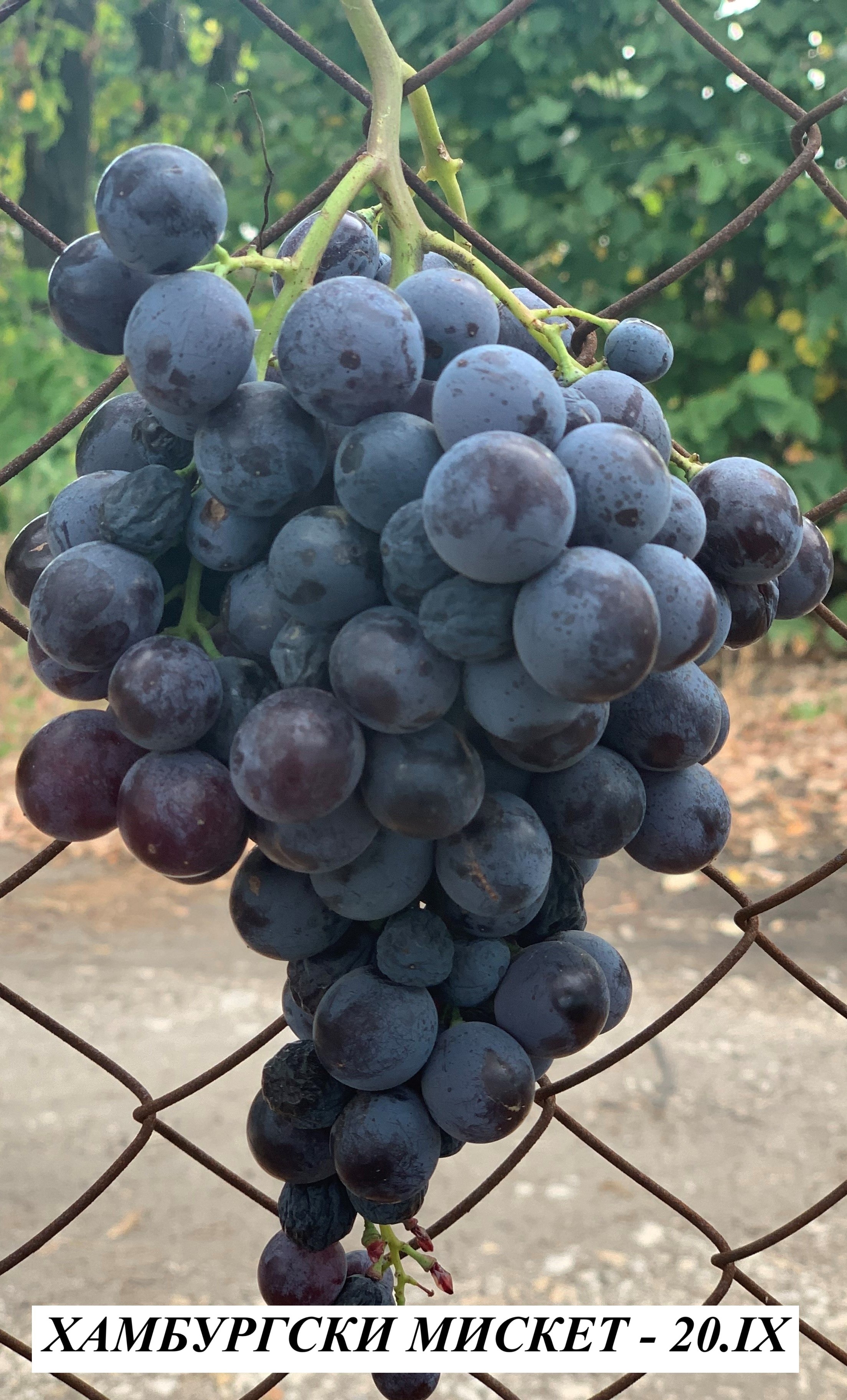 ЛОЗА ХАМБУРГСКИ МИСКЕТ