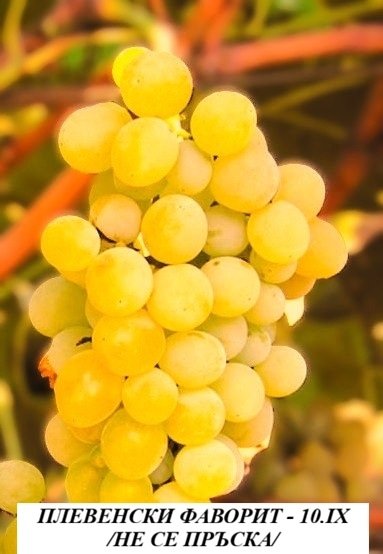 ЛОЗА ПЛЕВЕНСКИ ФАВОРИТ