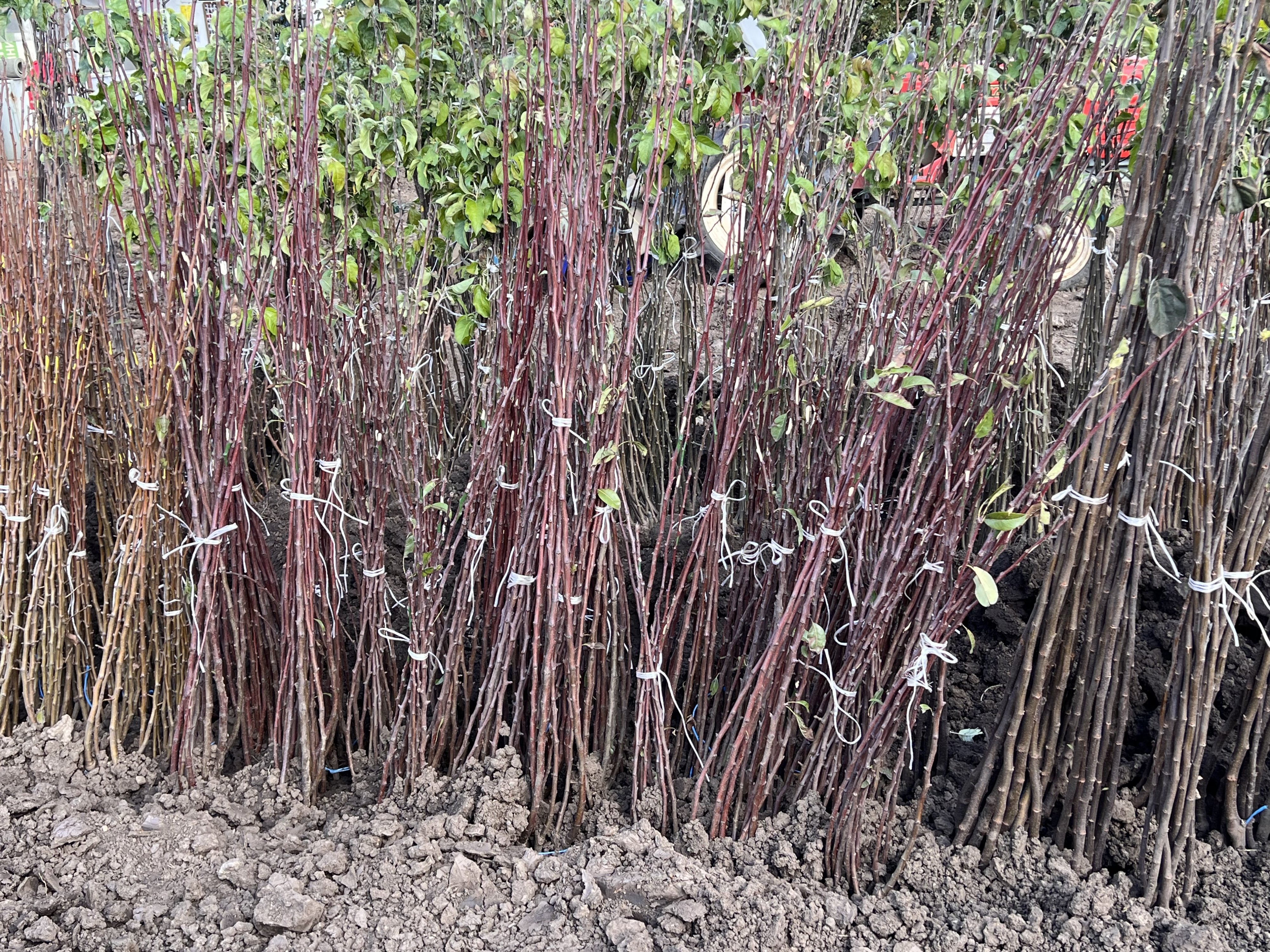 Овощен Разсадник - с. Стефаново общ. Добрич