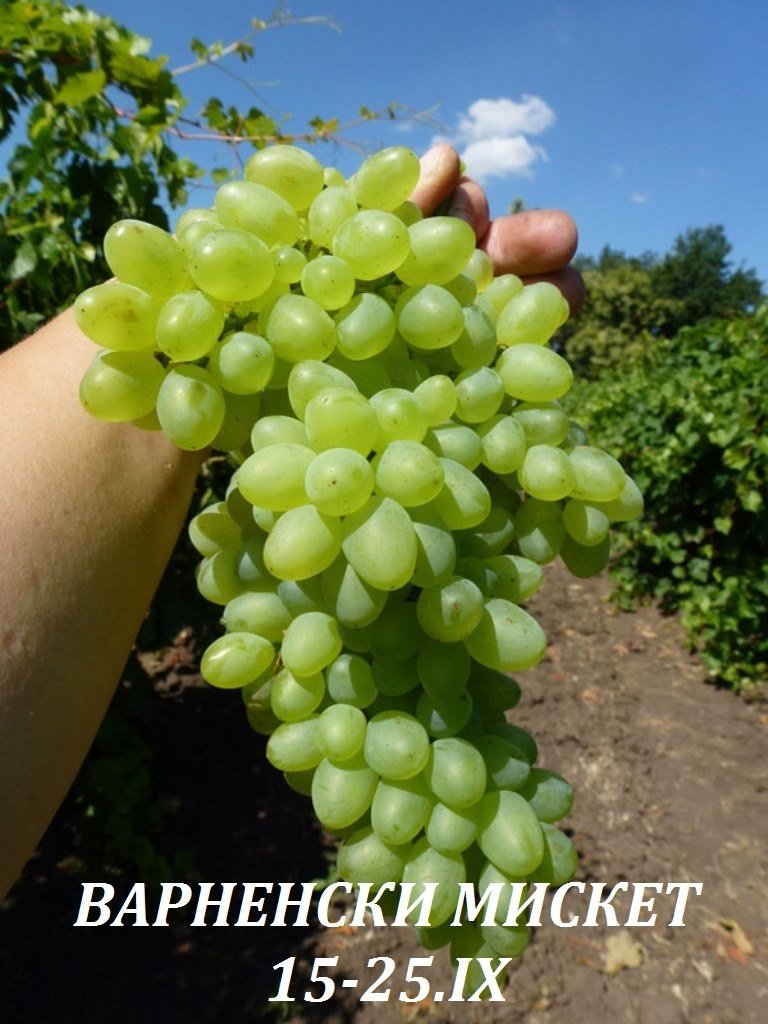 ВИНЕНИ