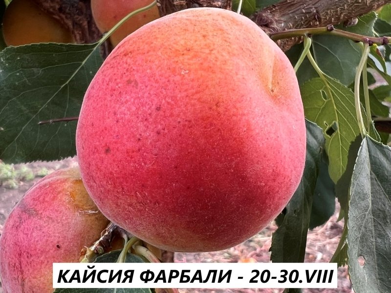 КАЙСИЯ ФАРБАЛИ