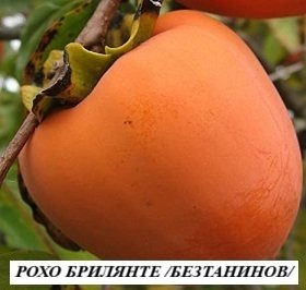 РОХО БРИЛЯНТЕ