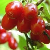 ДРЯН /ОБЛАГОРОДЕН/ - CORNEL /ENNOBLED/