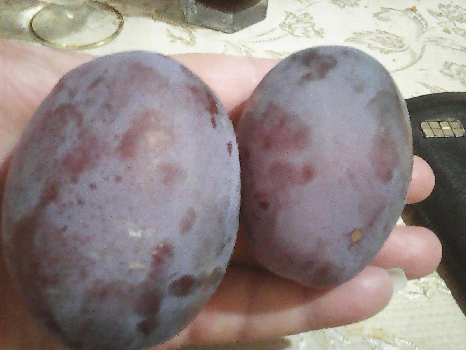 СЛИВИ