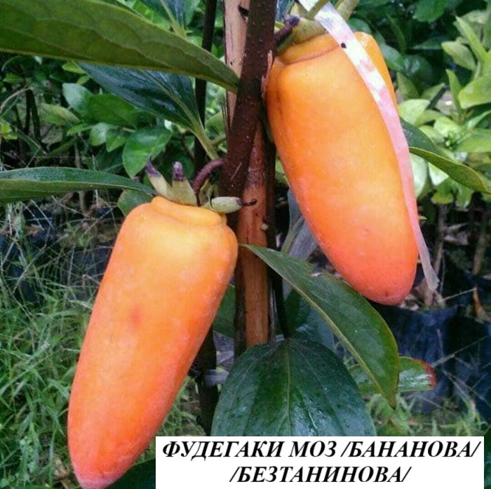 ФУДЕГАКИ МОЗ /MOZ/