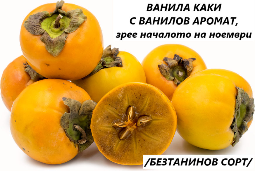 ВАНИЛА КАКИ