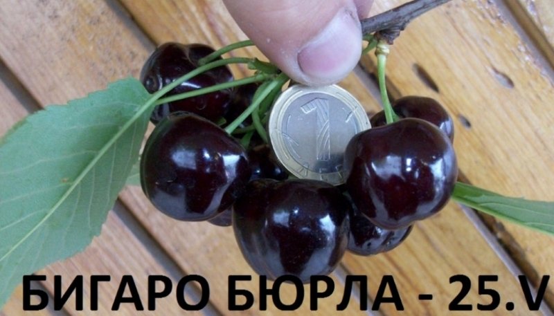 Череша Бигаро Бюрла