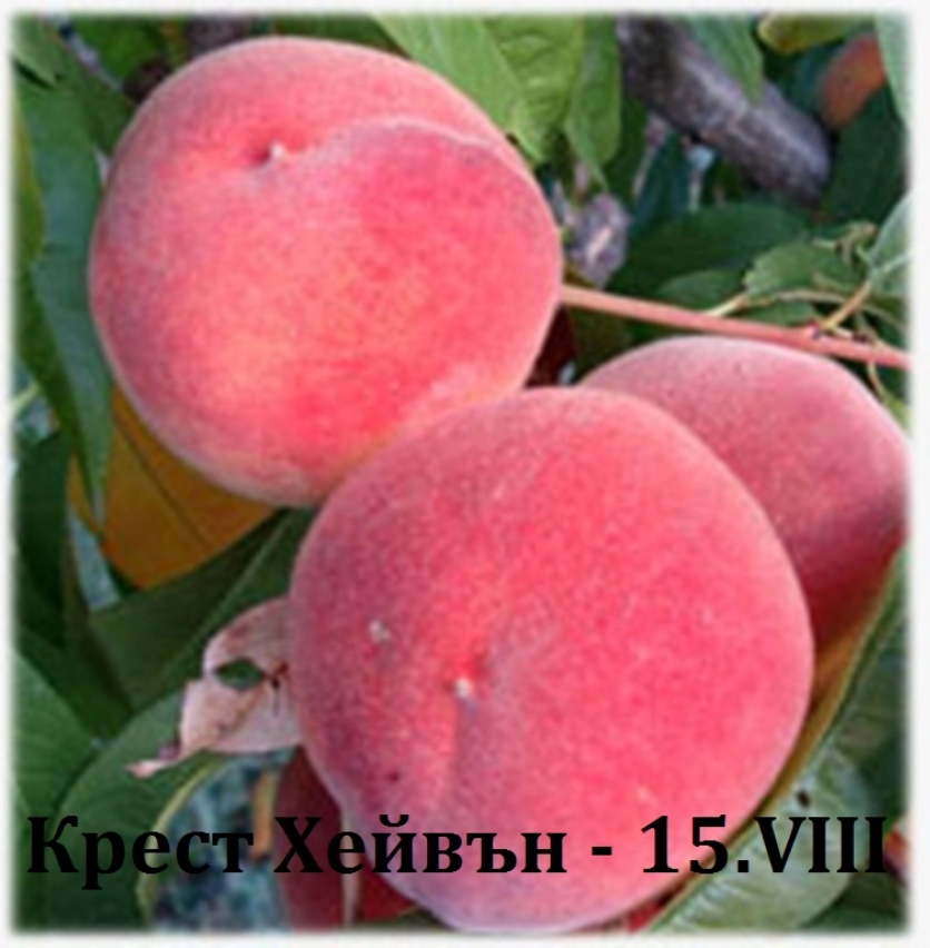 КРЕСТХЕЙВЪН