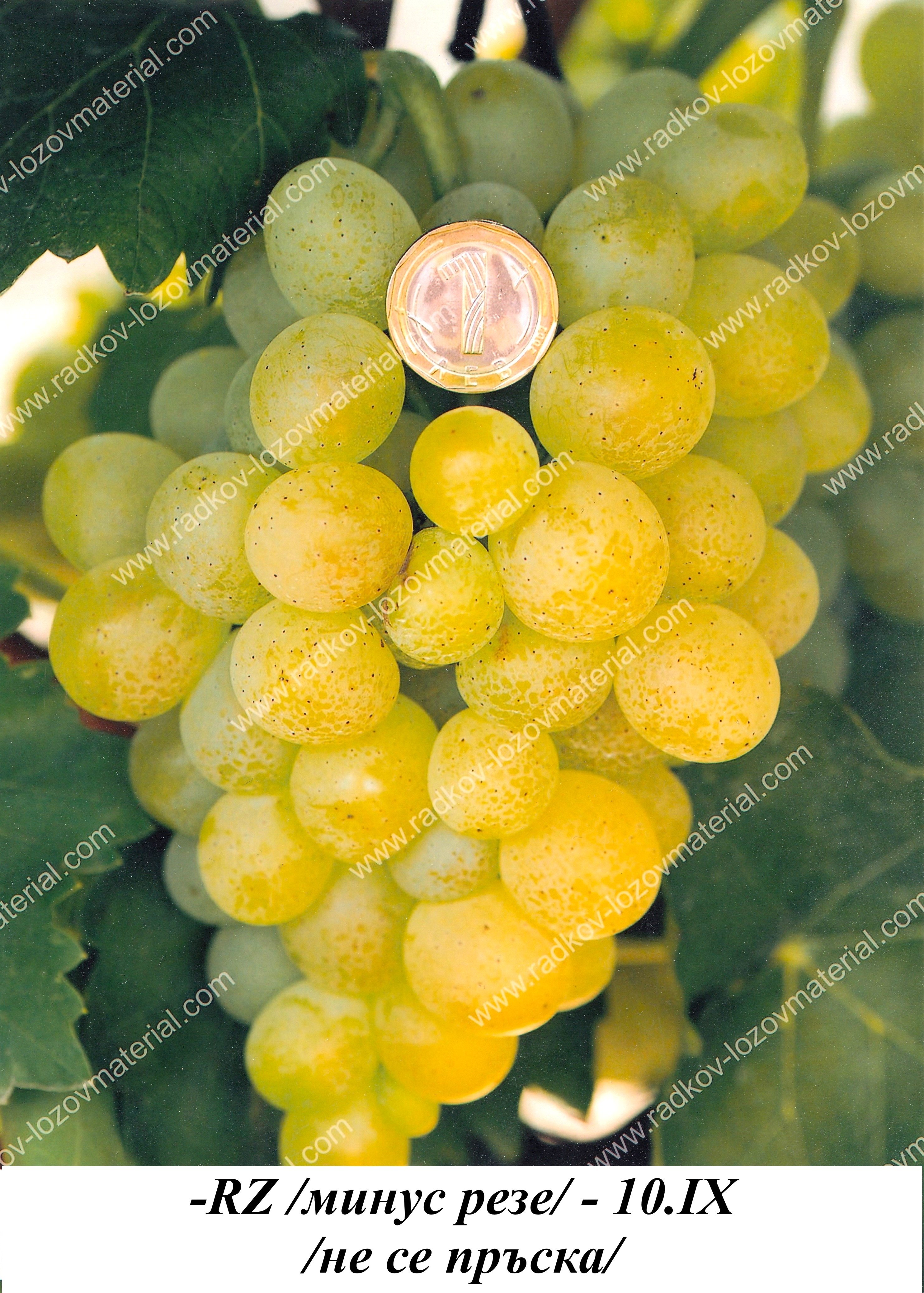 ЛОЗА -RZ /МИНУС РЕЗЕ/