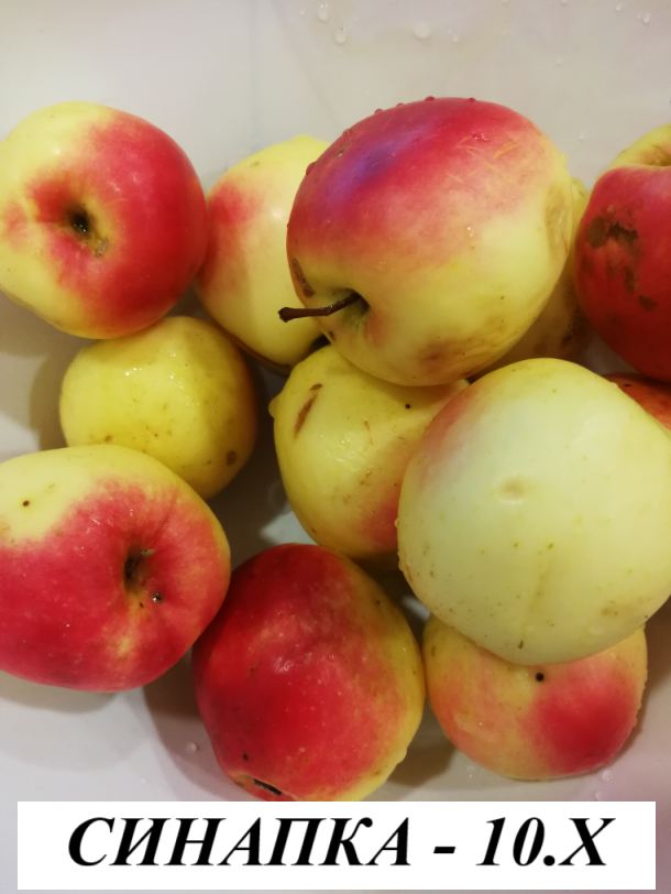 СИНАПКА /КАМЧИЙСКА/