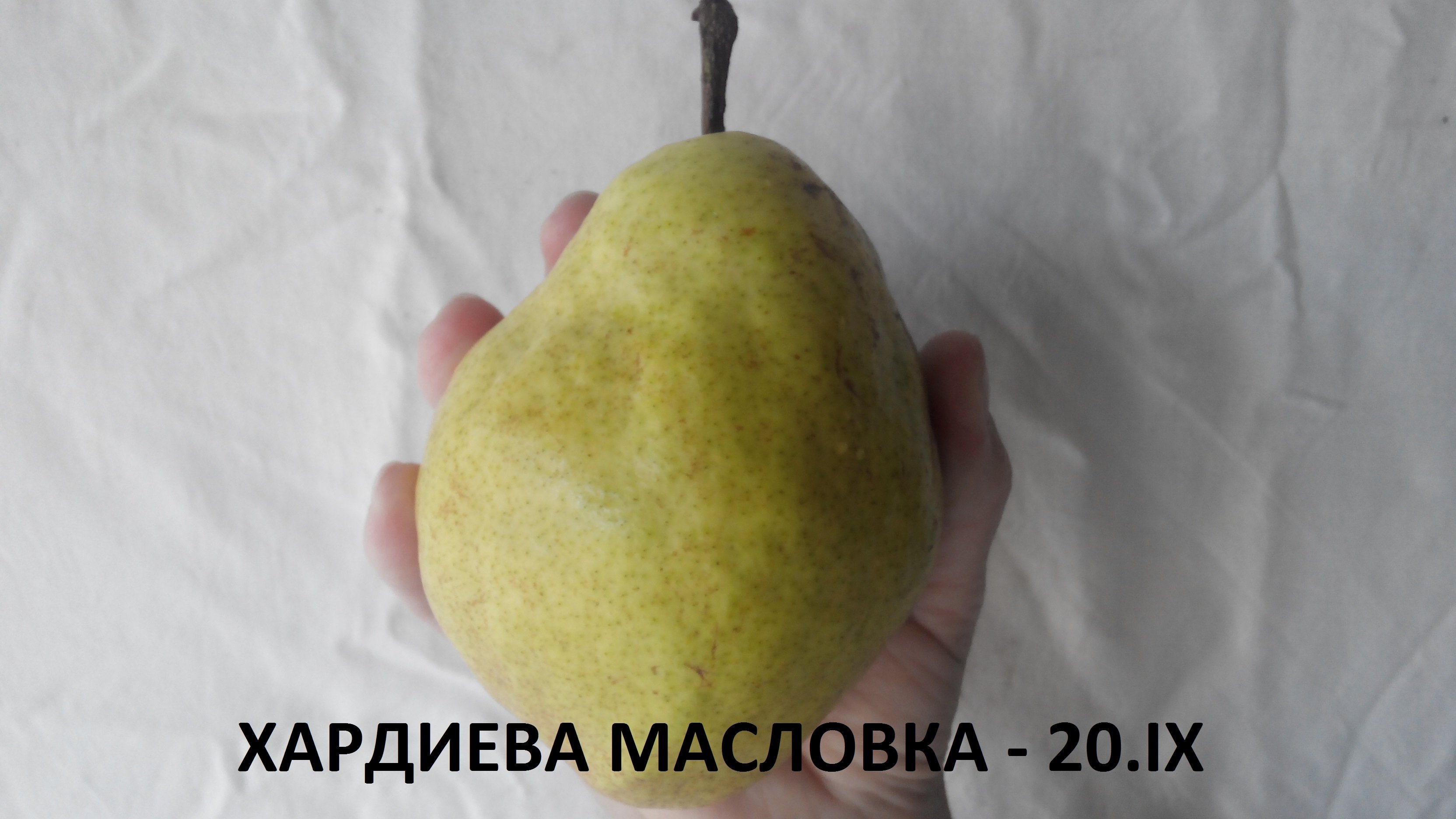 ХАРДИЕВА МАСЛОВКА