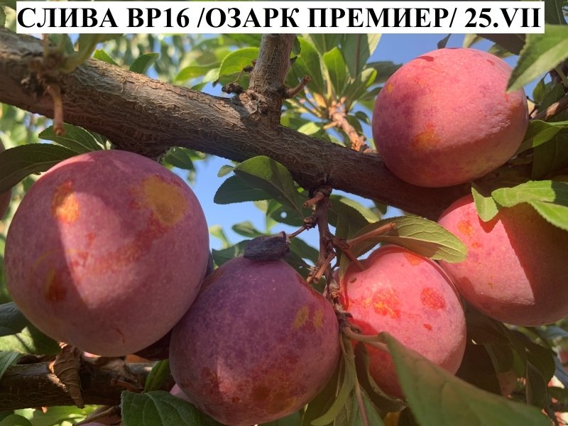 ВР - 16 /ОЗАРК ПРЕМИЕР/